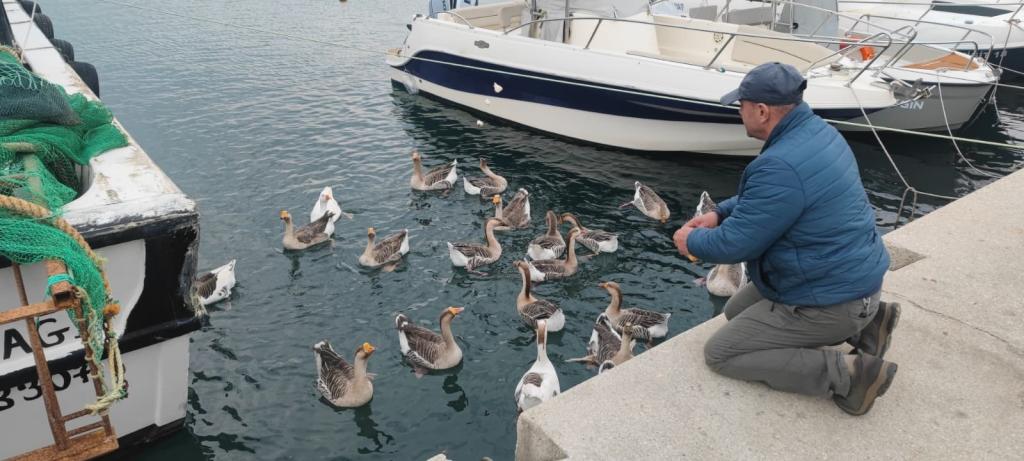 Şarköy Limanının Maskotu Vakvaklar