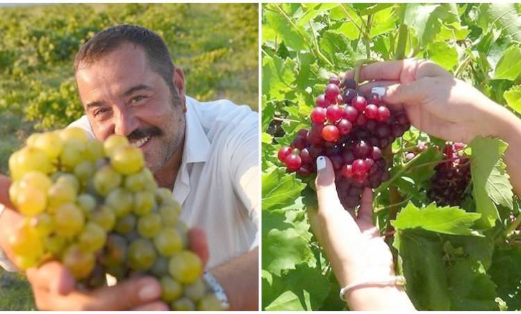 Ata Demirer’in tanıttığı Bozcaada çavuş üzümü tescillendi