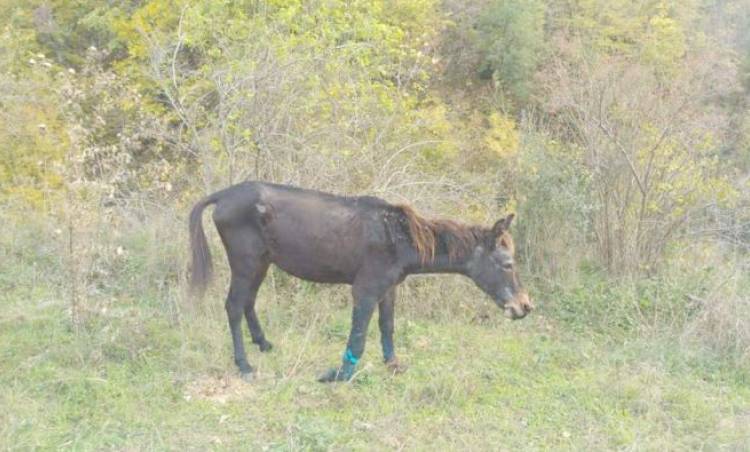 BÖYLE ÖLÜME TERK ETTİLER