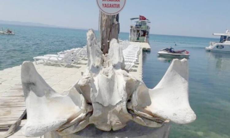 Deniz kıyısında devasa kemikler bulundu