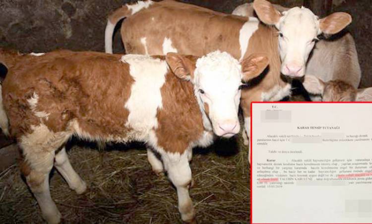 İcra müdürünün buzağı parası çaresizliği!