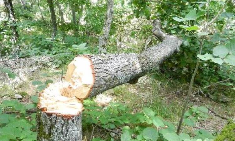 IHLAMUR AĞAÇLARI KATLEDİLİYOR ÇEVRE DERNEKLERİ SESSİZ KALIYOR