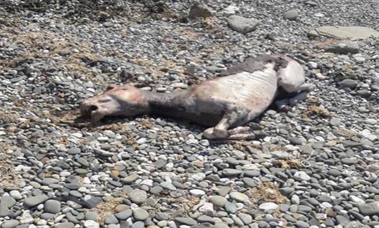 Hayvan Cesedi Eşek çıktı