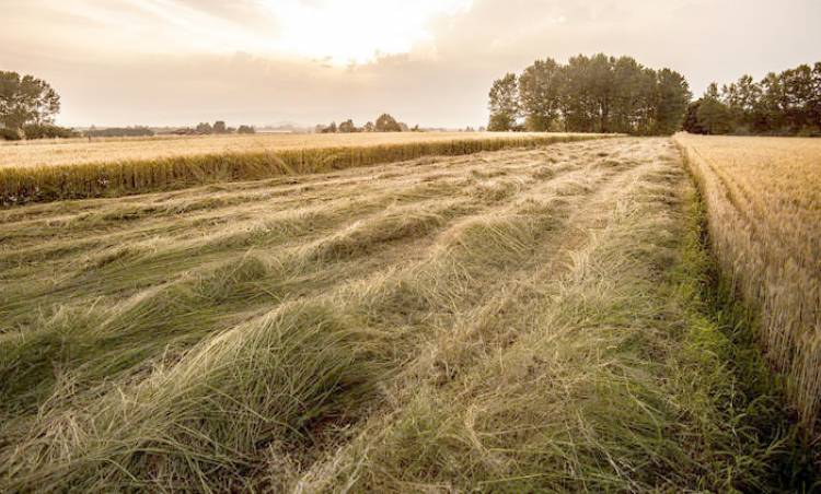 4 ilçede Bazı Taşınmazlar İçin Acele Kamulaştırma Kararı