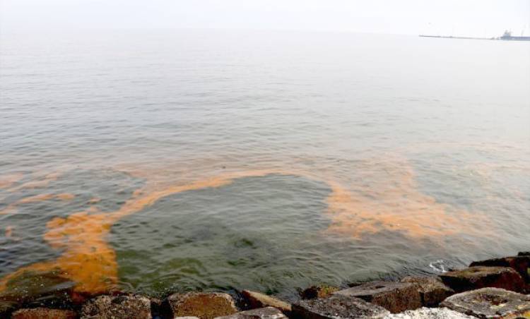 Planktonların Çoğalmasıyla Marmara Denizi Turuncuya Büründü