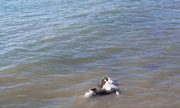 Şarköy’de Denizden Çıkan Hayvan Cesedi İncelemeye Alındı