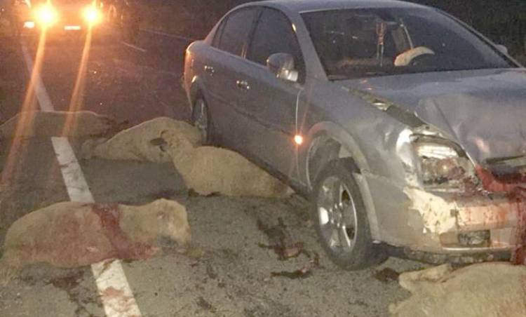 Sürüye Dalan Otomobil 20 Koyunu Telef Etti