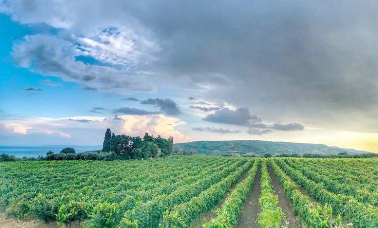 Trakya'da Bağlar Şenlendi