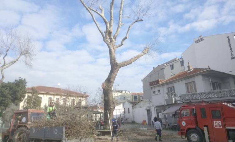 Ağaç Budamak mı Ağaç Katliamı mı ?