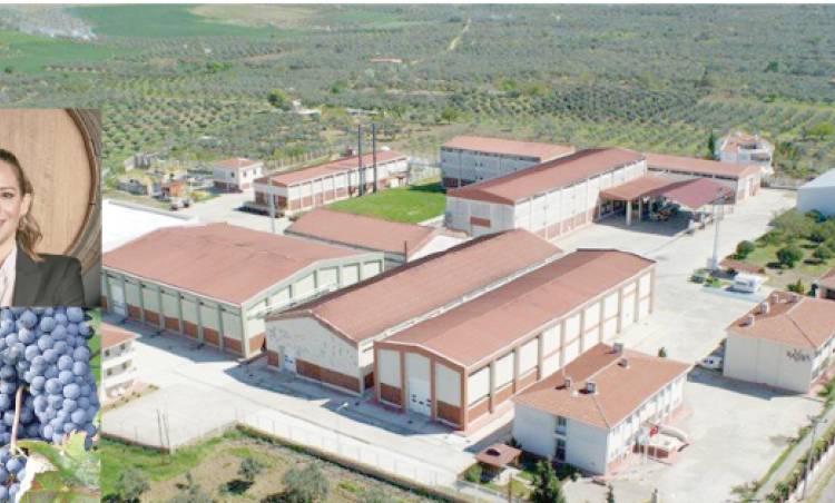 Elazığ’ın üzümleri Şarköy’de şarap olacak!