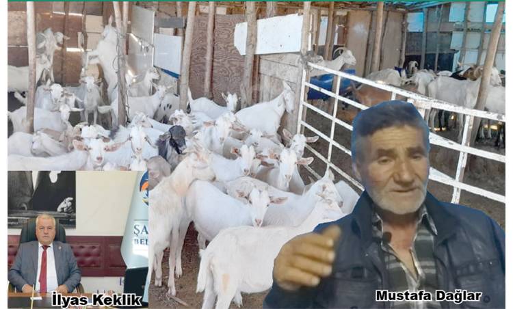 ''Hayvanlarımı Otlatırken beni Dövüp Keçilerimi Aldılar'' 