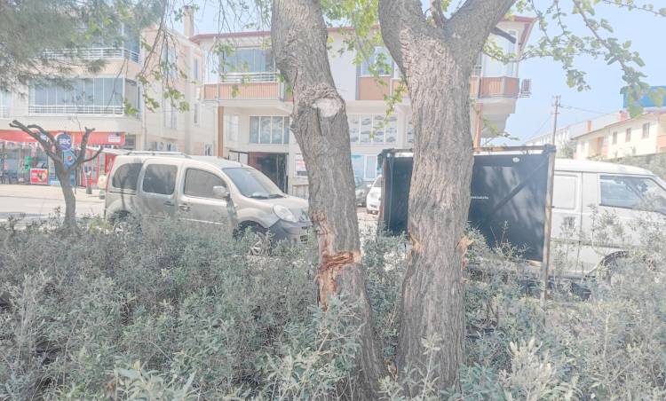 Ne İstiyorsun Be Adam Bu Dut Ağacından