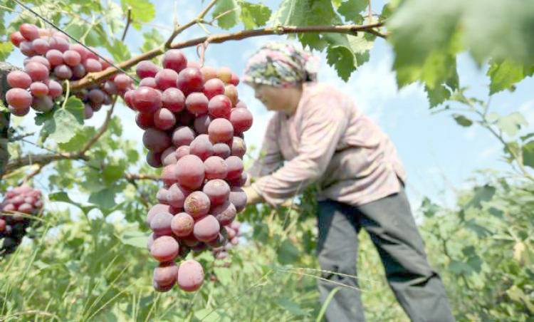 Şarköy’de üzüm hasadı başladı
