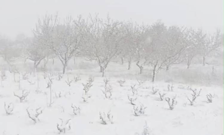  Şarköy'de Zirai Don , Çiçek Açan Meyve  Ağaçları Ve Üzüm Bağlarına Büyük Zarar Verdi