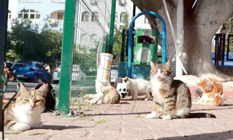 Veteriner Hekimler Odası Başkanı uyardı: 'Kedilerin sayısında keskin düşüş olursa, sokaklar farelere kalır'