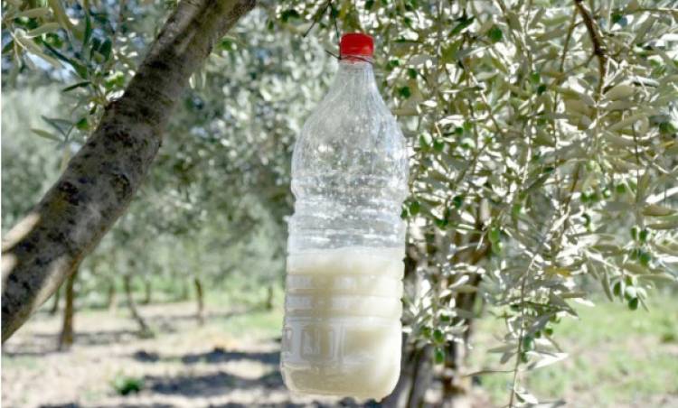 ZEYTİN SİNEĞİ  (Bactrocera oleae) ZARARLISI VE  MÜCADELESİ  HAKKINDA  BİLGİLENDİRME